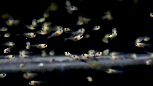 Ovoviviparous, hundreds of baby black molly fish, Poecilia sphenops, which have just been born in the aquarium.