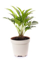 Fototapeta na wymiar Home plants in pots on white isolated background