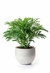 Home plants in pots on white isolated background