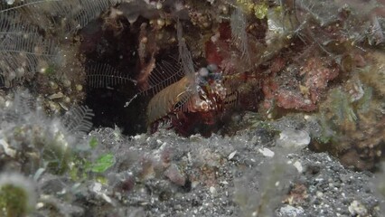  The praying mantis shrimp stands next to its hole in case of danger, it hides in it.
Peacock mantis shrimp (Odontodactylus scyllarus) Indo-Pacific, 18 cm. ID: dark spots on the carapace.