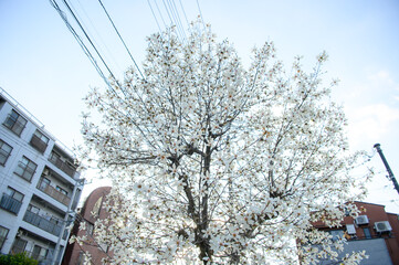 ハクモクレン　素材　イメージ