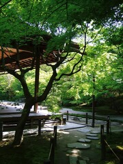 新緑が鮮やかな南禅寺天授庵の風景