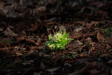 Butterbur flowers that shine in the morning sun and herald the arrival of spring