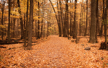 Peak Fall Foliage with Orange Leaves on Trees and Forest Floor at Devil's Lake State Park, Baraboo, Wisconsin
