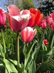 red tulips in the garden