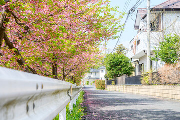 木漏れ日と桜並木