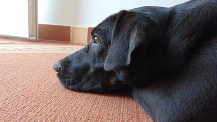 labrador retriever puppy