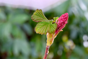 Pink Blossom Flower Currant 02