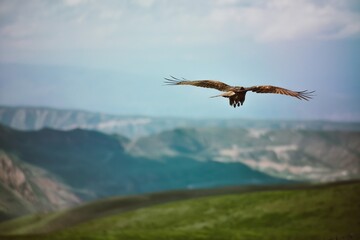 Plakat An eagle hovers over the valley and high in the sky