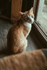 Mirada de gato
