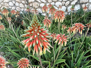 Fototapeta premium Blooming Aloe (Aloe arborescens)