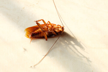 cockroach on the floor