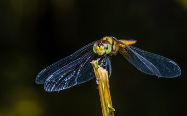 A dragonfly perched on a tree branch and nature background, Selective focus, insect macro, Colorful insect in Thailand.