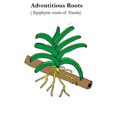 adventitious roots, epiphytic roots of Vanda, orchid, botany concept