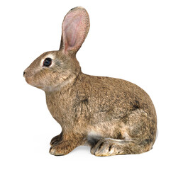 Bunny Rabbit Animal Isolated