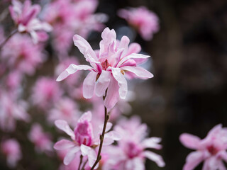 爛漫に咲くシデコブシ