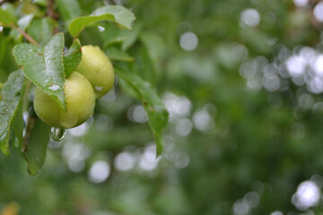 Yellow bright fruits on the branches of cherry plum, plum tree with raindrops in the garden on a beautiful summer rainy morning.