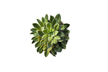 Accurate bird's-eye view of a realistic succulent plant - excellent for transparent backgrounds, desktop mockups, floristry designs, or themed layouts.