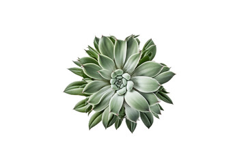 Authentic top-down view of a realistic succulent plant - perfect for transparent backgrounds, desktop scenarios, mockups, or floral-themed designs.