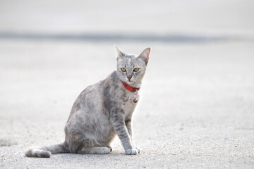 gray cat on the ground