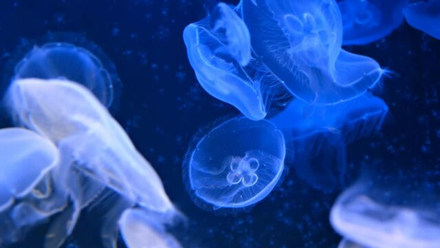 Relaxing underwater video of floating luminescent sea jellyfish in fluorescent light
