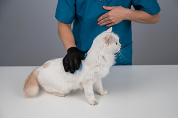 The veterinarian combs out a white fluffy cat with a special glove. 