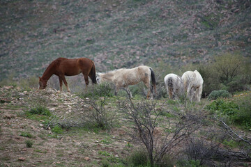 Fototapeta premium grazing horses in the mountains
