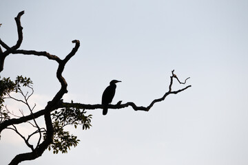 Silhouette of bird on a tree branch