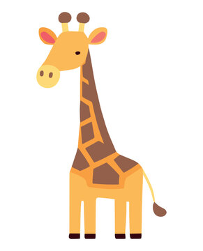cute giraffe animal standing