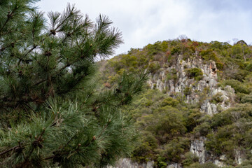 Fototapeta na wymiar 武田尾の山を背景にした松の木