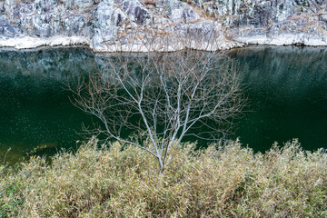 武田尾の川を背景に特徴的な姿の樹木