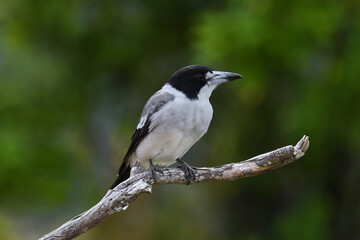 Australian adult Grey Butcherbird -Cracticus torquatus- perched tree branch relaxing green blurry bokeh background 