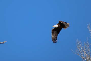 Bald Eagle Flying