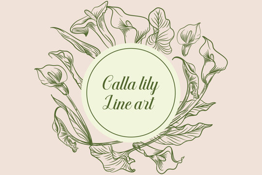 Set of Beautiful Calla Lily Flower Line Art Illustration