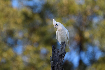 Coy looking Australian adult Little Corella -Cacatua sanguinea- perched old tree stump blurry bokeh early morning sunlight