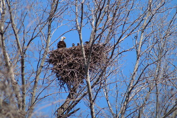bald eagle in nest with three eaglets - obrazy, fototapety, plakaty