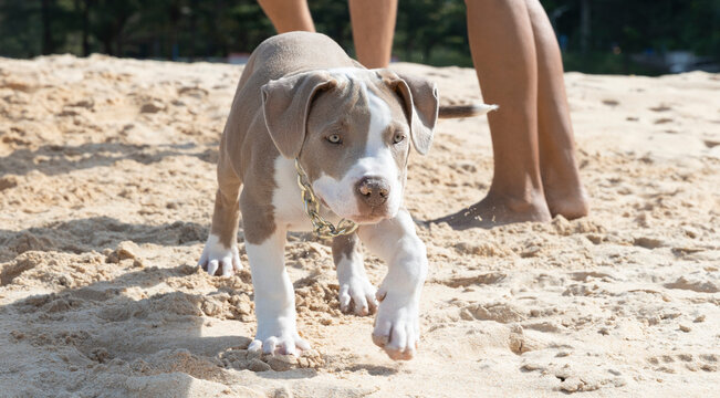 Pitbull puppy close-up. A little dog is running along Phuket beach. Landscape background wallpaper 