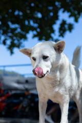 The white puppy is licking oneself. Portrait of a big dog. Dog's face is close-up 
