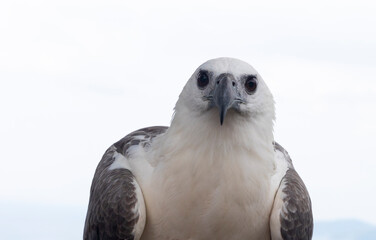 Portrait of a beautiful eagle on white background. Close-up view of a wild bird