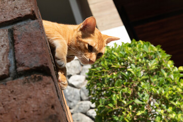 A beautiful striped red cat is getting ready to jump. Portrait of a small ginger kitten sitting on stones 
