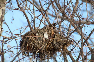 bird nest in the tree