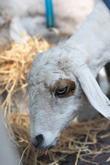 A close range photo of a lovely white sheep eating hay on a farm 