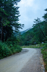 Fototapeta premium A beautiful road between a forest and mountains