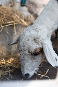 A close range photo of a lovely white sheep eating hay on a farm 
