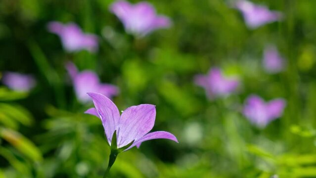 Video of Campanula altaica flowers, known as bellflowers in natural environment.