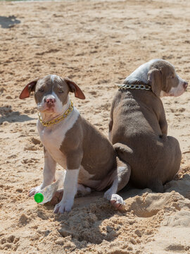Two charming Pitbull puppies are sitting on a sand beach, surrounded by a beautiful seascape. Cute dogs portrait. Portrait of two cute dogs