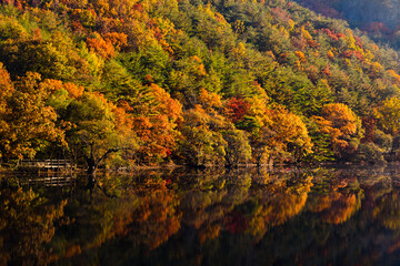 Obraz premium Autumn, morning lake landscape. Brilliant maple trees are reflected in the still water. Jusanji Park, South Korea.