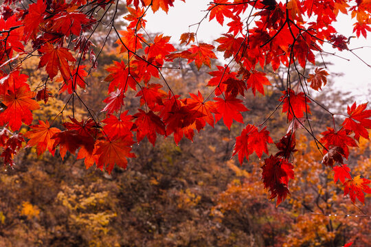 Aautumn landscape. Rainy maple forest, close-up photo of water droplets on red maple leaves. Juwangsan National Park, South Korea. © YOUSUK
