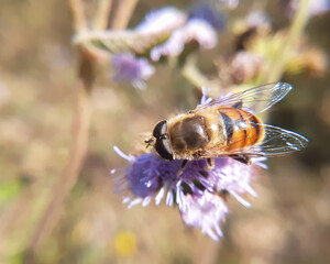 bee on a flower
