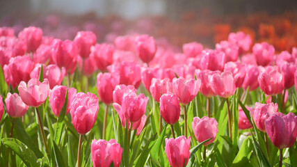 Fototapeta premium beautiful pink tulip in the garden, natural background